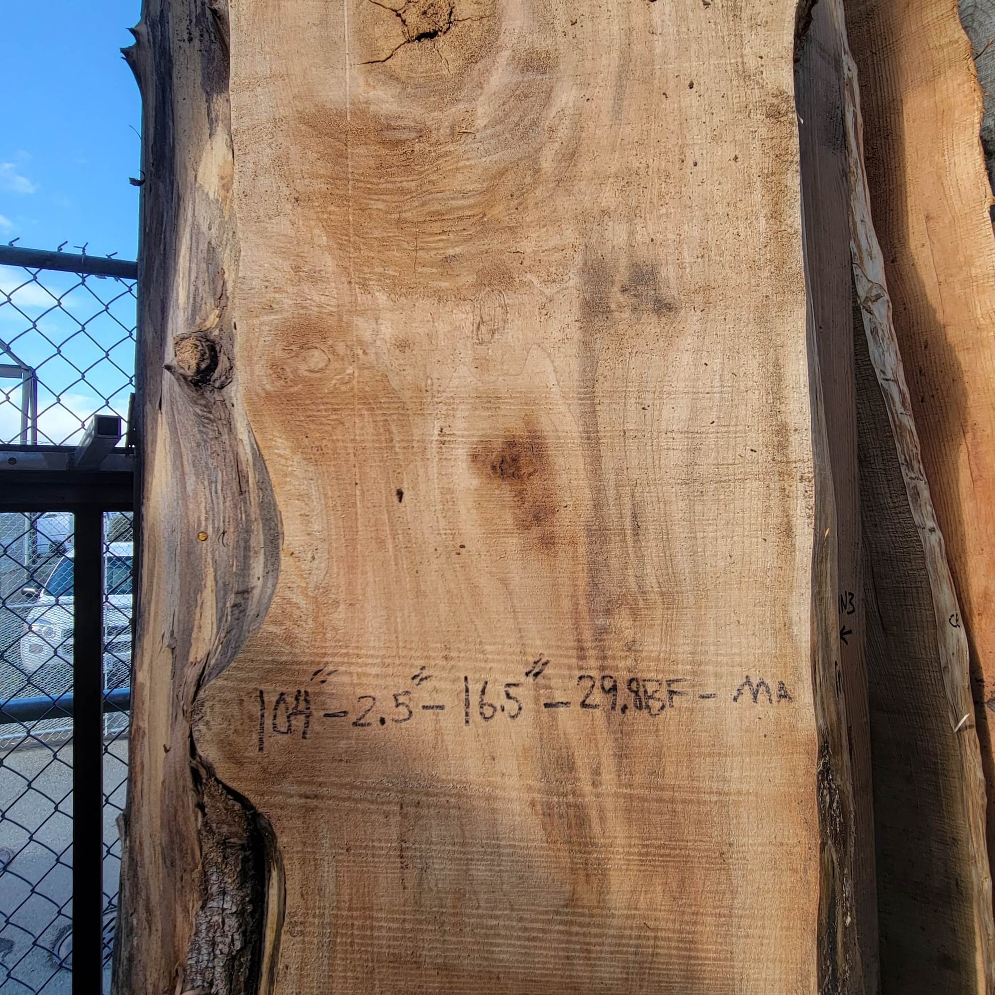 Big Leaf Maple
